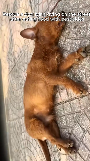 C0912016_Rescue dog #rescue #rescueanimals #animals #anim…