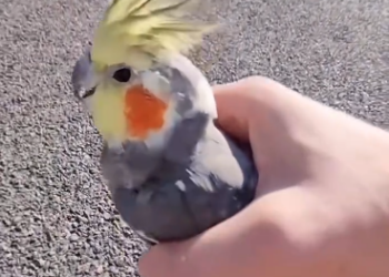 C0912017_girl rescue dying parrot on road then #rescue #rescu…