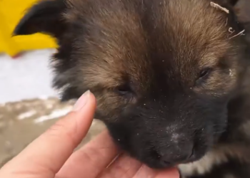 C0912018_girl found dog lying in sack, it was making noises, it seemed…