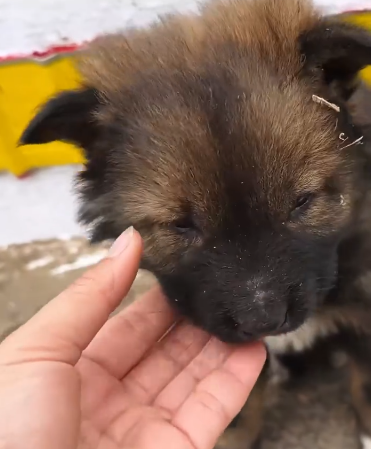 C0912018_girl found dog lying in sack, it was making noises, it seemed…