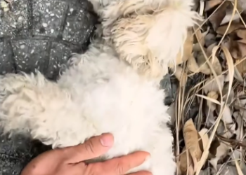 C0912019_man rescued family of stray dogs whose mother had mistakenly eate…