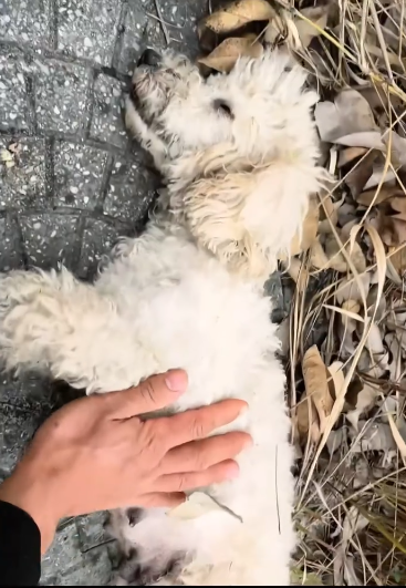 C0912019_man rescued family of stray dogs whose mother had mistakenly eate…