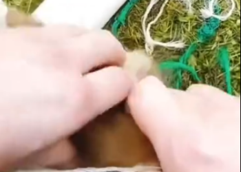 C0912020_Something no one could believe happened, fox returned to repay th…