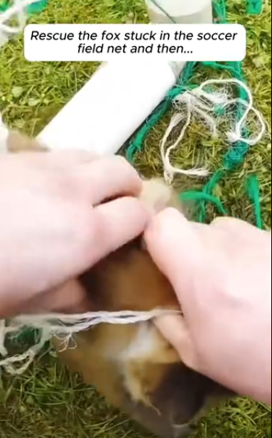 C0912020_Something no one could believe happened, fox returned to repay th…