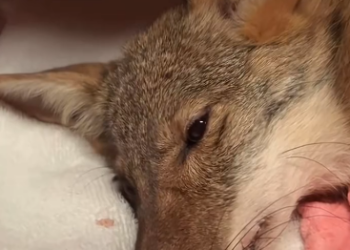 C0912021_kind family rescue coyote. #rescue #rescueanimals #animals #ani…