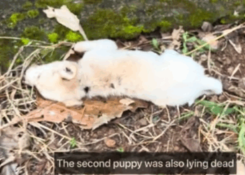 C0112014_One helpless life abandoned to perish #stopcruelty #helpnow_part2