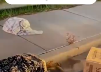 C0912023_kind girl rescue raccoon. #rescue #rescueanimals #animals #anim…