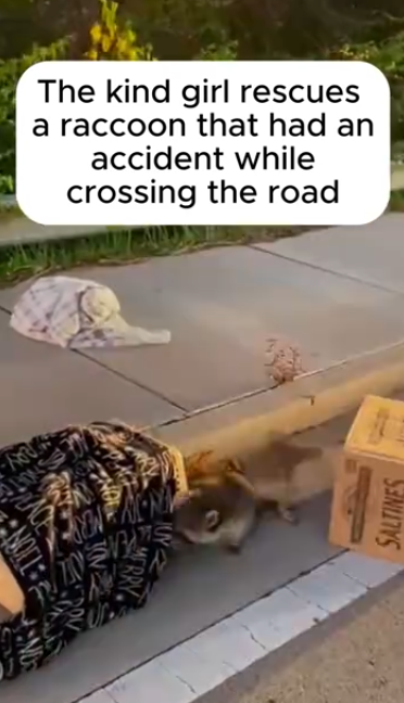 C0912023_kind girl rescue raccoon. #rescue #rescueanimals #animals #anim…