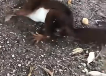 C0912024_Rescue squirrel was about to die food poisoning in ga…