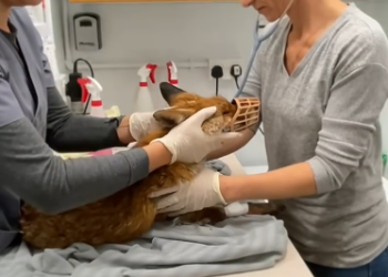 C0912025_Rescue fox #rescue #rescueanimals #animals #animalsoftiktok #fox