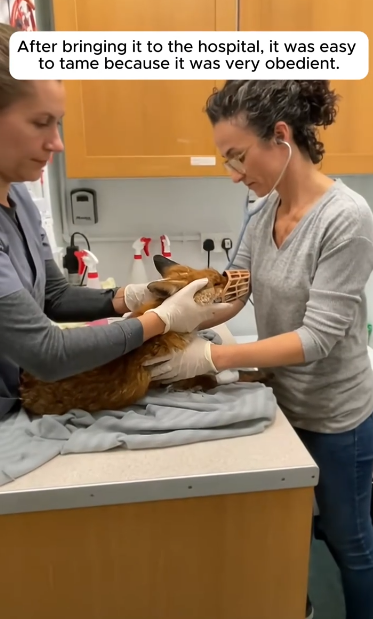 C0912025_Rescue fox #rescue #rescueanimals #animals #animalsoftiktok #fox