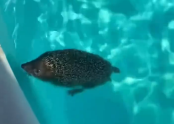 C0912026_hedgehog cry between life death helped me discover it in ti…