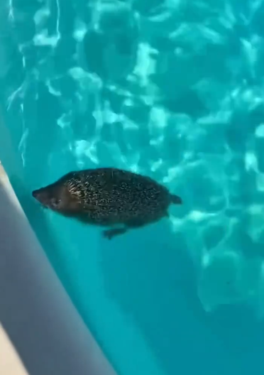 C0912026_hedgehog cry between life death helped me discover it in ti…