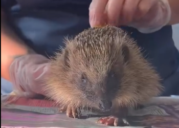 C0912027_gentle dog saves an injured hedgehog, oh how wonderful. #rescue #re…