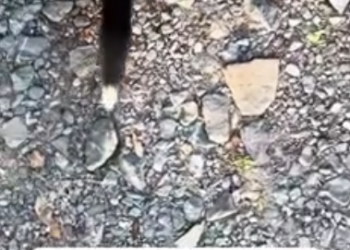 C0912028_Looks like she couldn find mother baby skunk. #rescue #r…