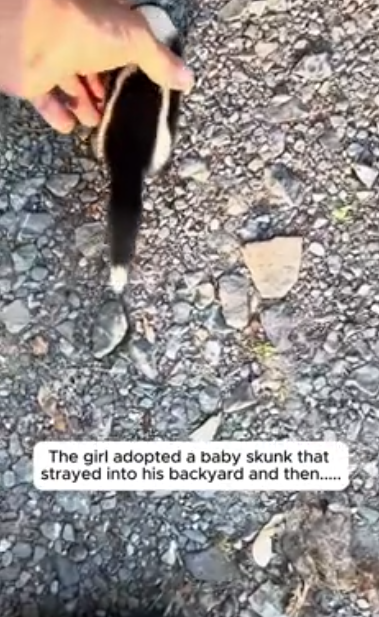 C0912028_Looks like she couldn find mother baby skunk. #rescue #r…