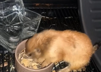 C0912029_man rescue puppy .#rescue #rescueanimals #animals #animalsoftik…