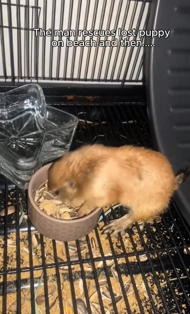C0912029_man rescue puppy .#rescue #rescueanimals #animals #animalsoftik…