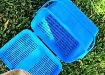 C0912030_Rescue parrot. #rescue #rescueanimals #animals #animalsoftiktok #pa…