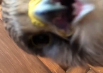 C1012001_kind woman rescued an injured kestrel chick, then…#love #anim…