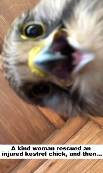 C1012001_kind woman rescued an injured kestrel chick, then…#love #anim…