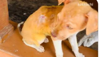 C0112015_This weak soul losing strength every second #compassion #aidnow_part2