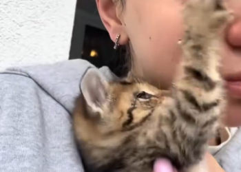 C1012002_kind woman rescued an injured kitten, then happened…#lov…