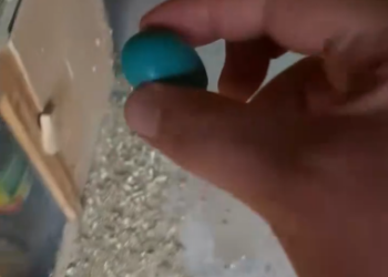 C1012003_kind woman discovered strange blue egg then… #animals #resc…