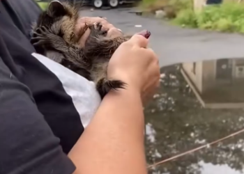 C1012004_kind family rescued raccoon had lost its home, then…#l…