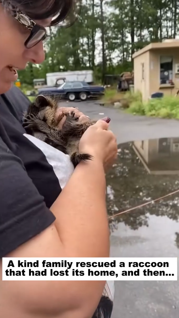 C1012004_kind family rescued raccoon had lost its home, then…#l…