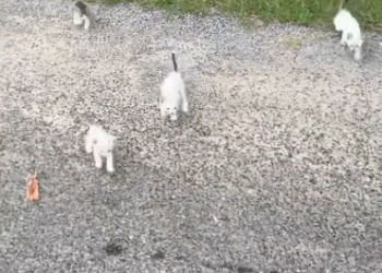 C1012005_kind man rescued an abandoned kitten on his way home, then this…