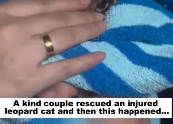 C1012006_kind couple rescued an injured leopard cat, then happened….