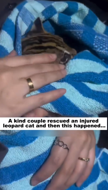 C1012006_kind couple rescued an injured leopard cat, then happened….