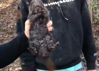 C1012007_kind family rescued beaver was trapped, then…#lovestor…