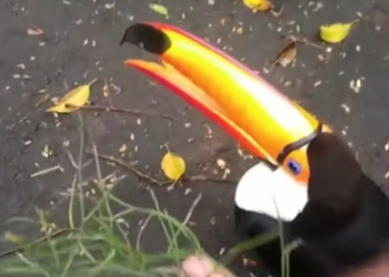 C1012008_kind man rescued trapped toucan on his journey, then…#anima…