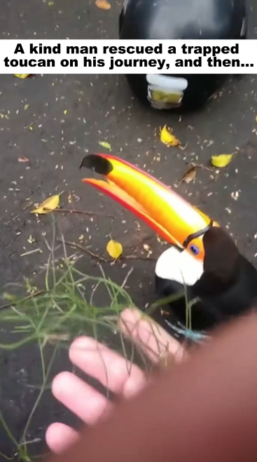 C1012008_kind man rescued trapped toucan on his journey, then…#anima…