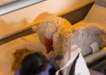 C1012009_kind man rescued an abandoned weak black panther cub, then….