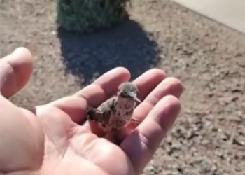 C1012010_kind man rescued weak baby hummingbird then…#bird #rescue