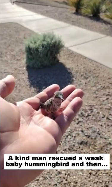 C1012010_kind man rescued weak baby hummingbird then…#bird #rescue