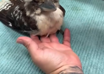C1012011_kind man rescued trapped kookaburra then happened…#lov…