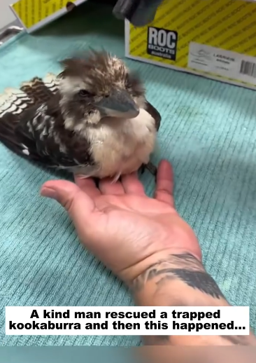 C1012011_kind man rescued trapped kookaburra then happened…#lov…