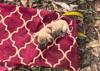 C0112016_A fading soul breathing weakly #rescuecrew #fightforlife_part2