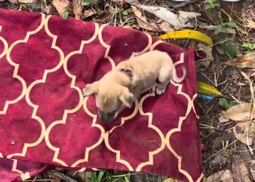 C0112016_A fading soul breathing weakly #rescuecrew #fightforlife_part2