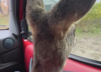 C1012012_kind man rescued an injured fawn, then happened…#rescue