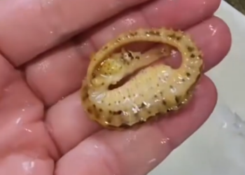 C1012013_kind couple found stranded seahorse adopted it, then…#l…