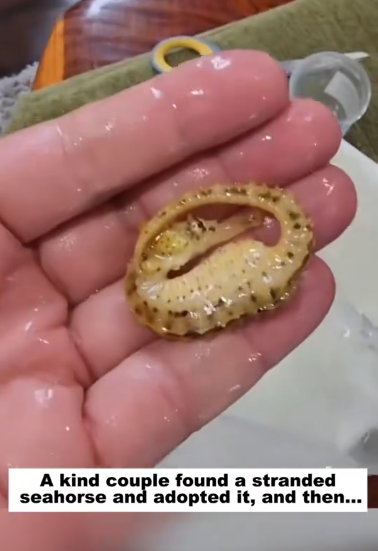 C1012013_kind couple found stranded seahorse adopted it, then…#l…
