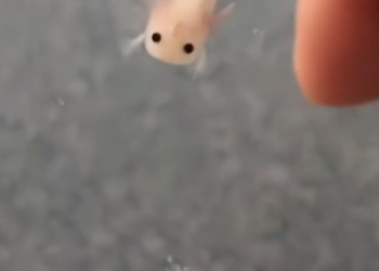 C1012014_kind family caught strange little fish adopted it, then…..