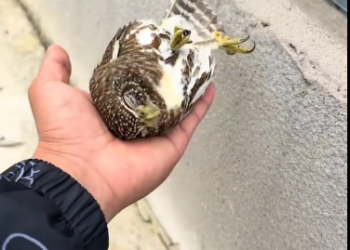 C1012015_kind couple rescued an injured sleepy little owl, then…#a…