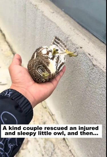 C1012015_kind couple rescued an injured sleepy little owl, then…#a…