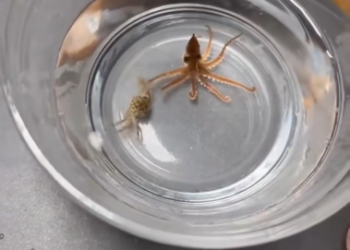 C1012016_kind couple adopted baby octopus was living in seashell, a…